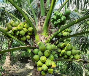https://senbeverage.com/product-category/coconut-juice-mix/