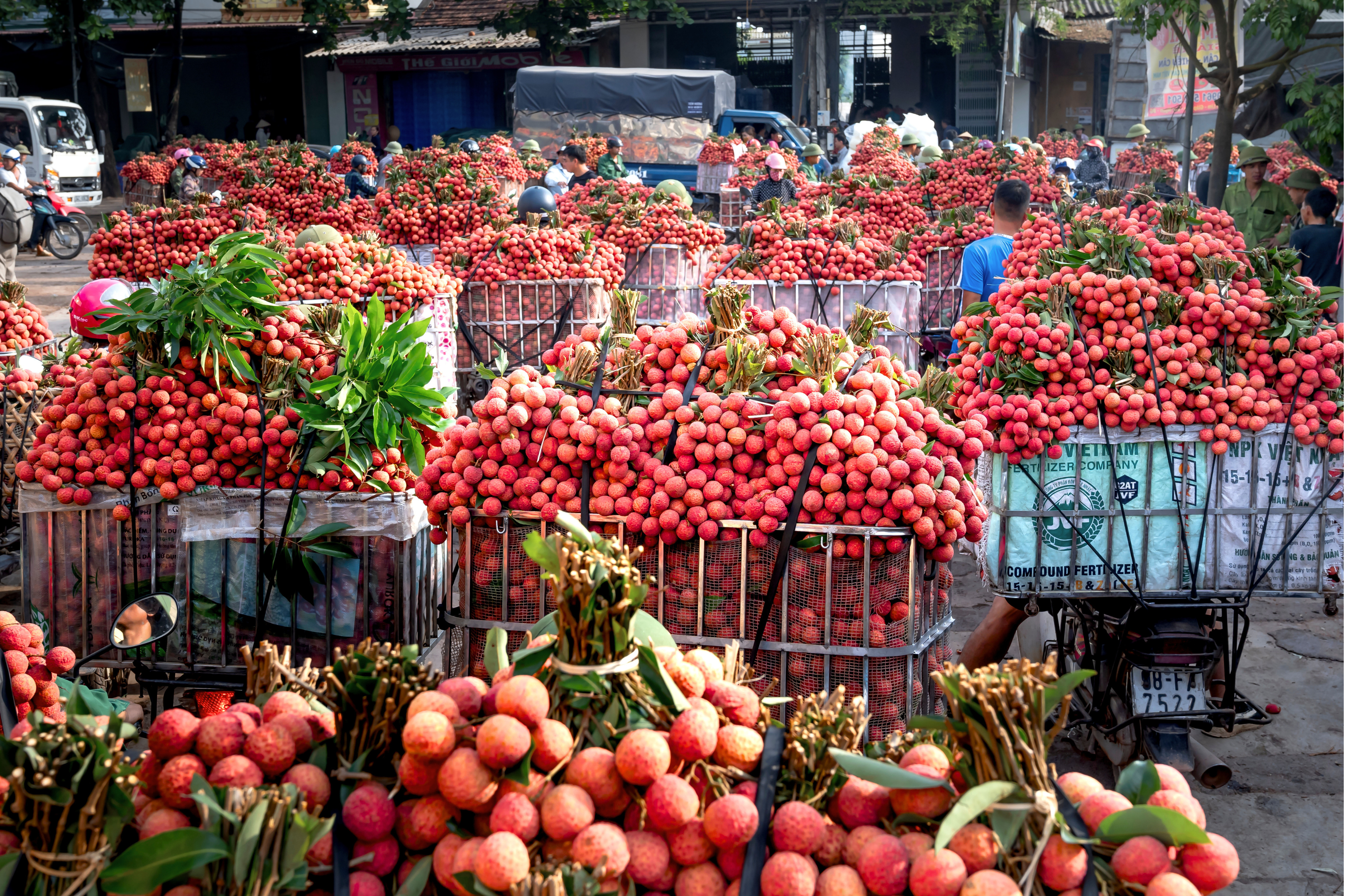 Vietnam's Lychee Season: A Perfect Time to Launch Your Private Label Lychee Beverage 2 OEM & ODM beverage manufacturer